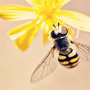 Honey House Naturals